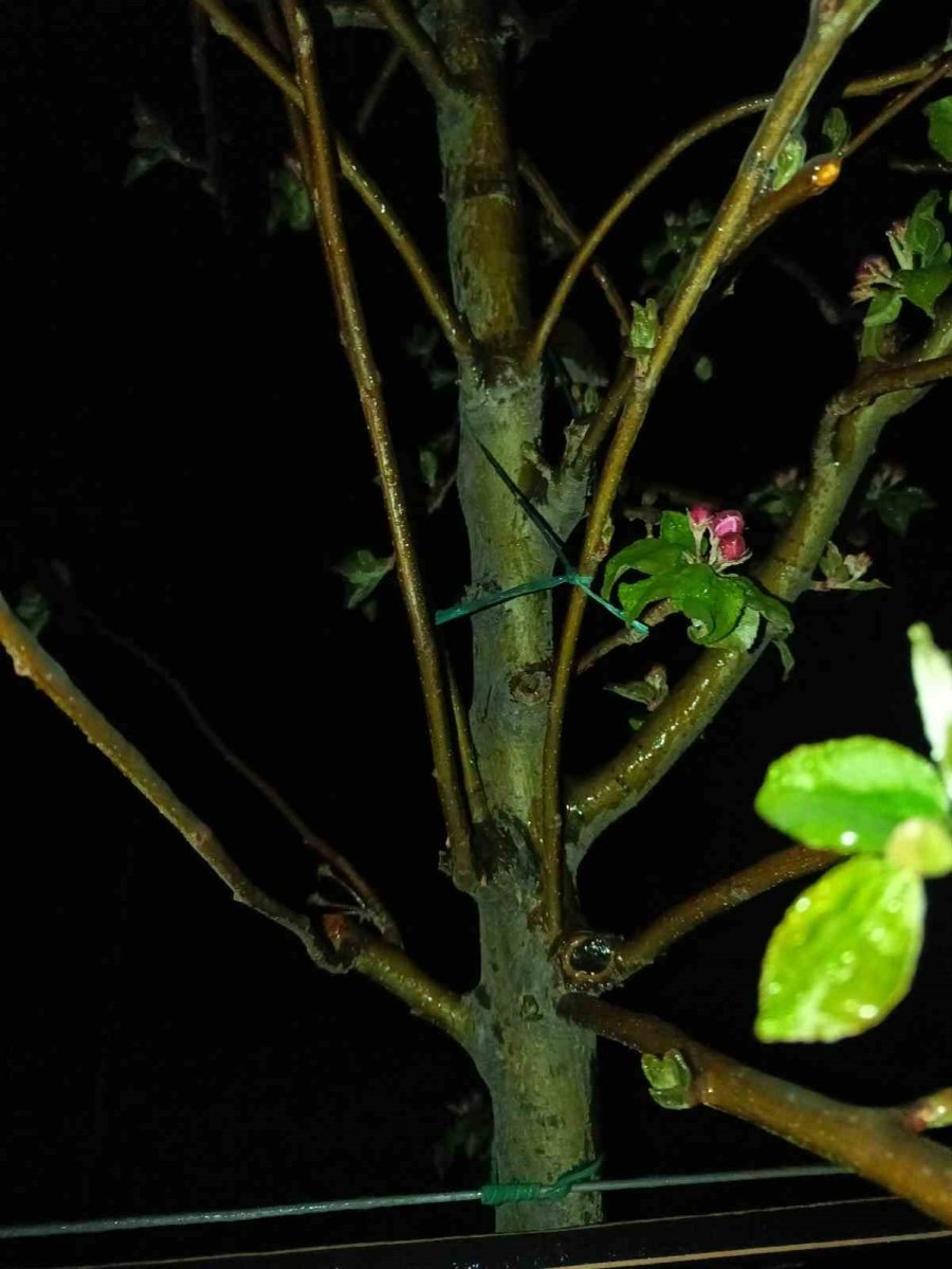 Zirai Dona Karşı Gece Nöbeti