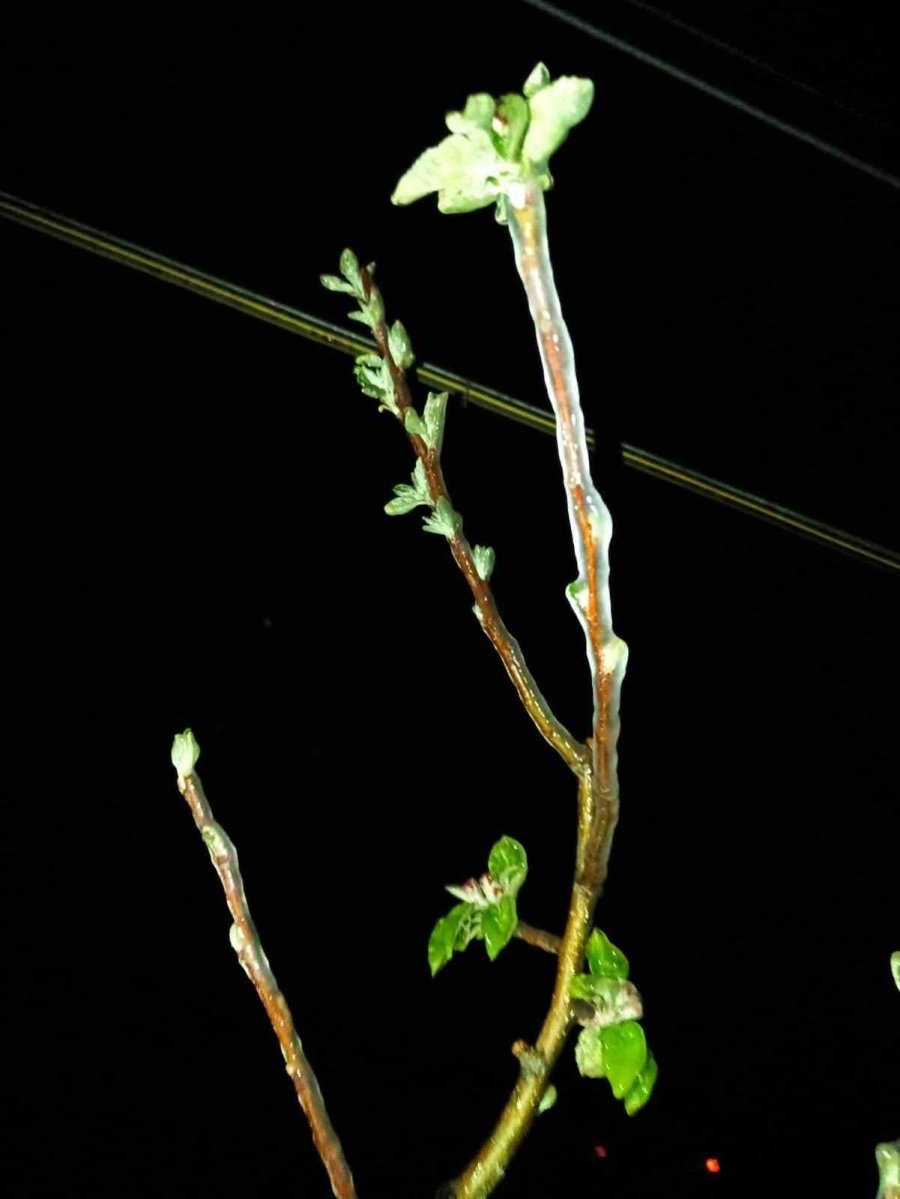 Zirai Dona Karşı Gece Nöbeti