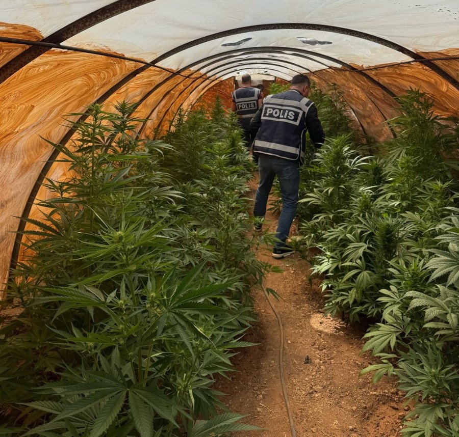 Uyuşturucu Üretimi İçin Sera Kurmuş: Şüpheli Yakalandı
