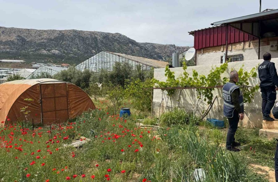Uyuşturucu Üretimi İçin Sera Kurmuş: Şüpheli Yakalandı