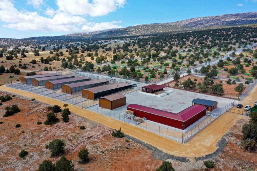 Meram Belediyesinden Sahipsiz Köpek Sorununa İnsani Ve Vicdani Çözüm