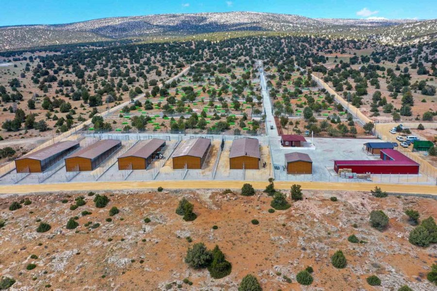 Meram Belediyesinden Sahipsiz Köpek Sorununa İnsani Ve Vicdani Çözüm