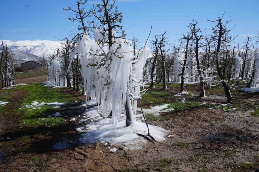 Niğde’de Meyve Bahçeleri Zirai Dondan Etkilendi