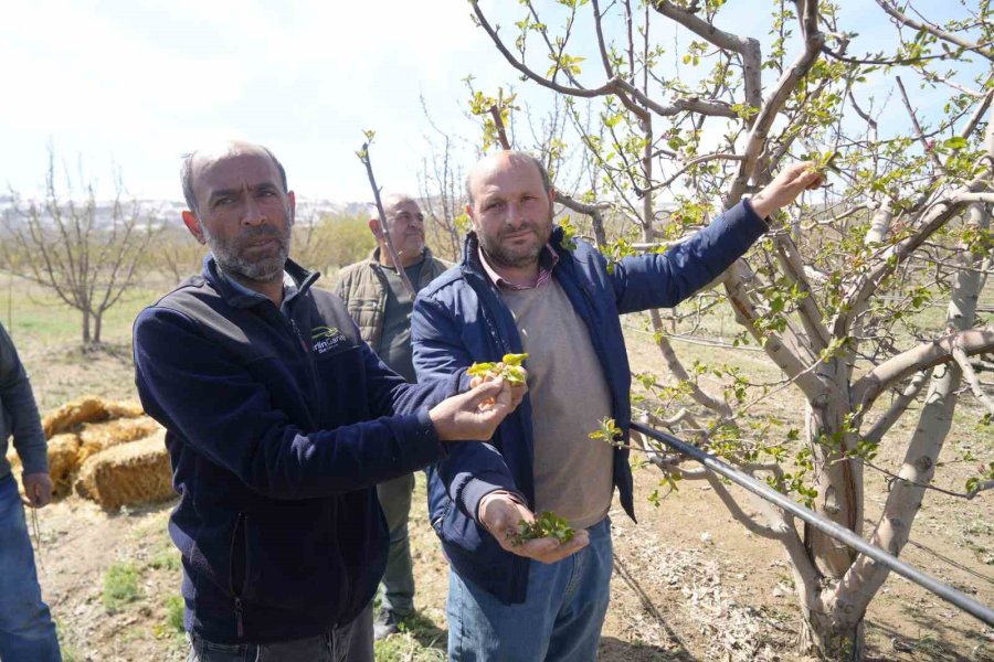 Niğde’de Meyve Bahçeleri Zirai Dondan Etkilendi