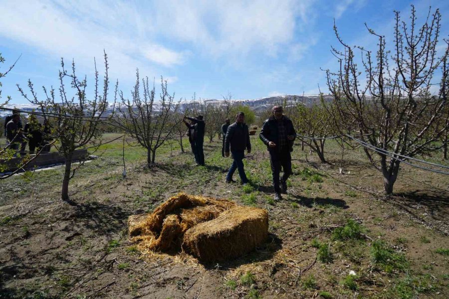 Niğde’de Meyve Bahçeleri Zirai Dondan Etkilendi