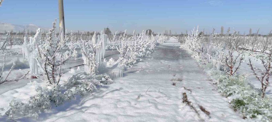 30 Yılın En Büyük Zirai Don Felaketi Develi’yi De Vurdu