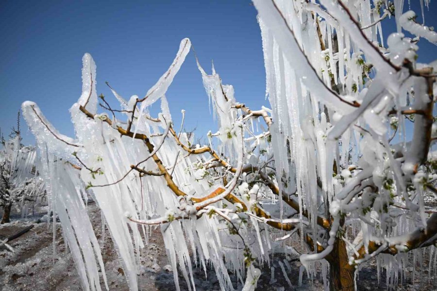 30 Yılın En Büyük Zirai Don Felaketi Develi’yi De Vurdu