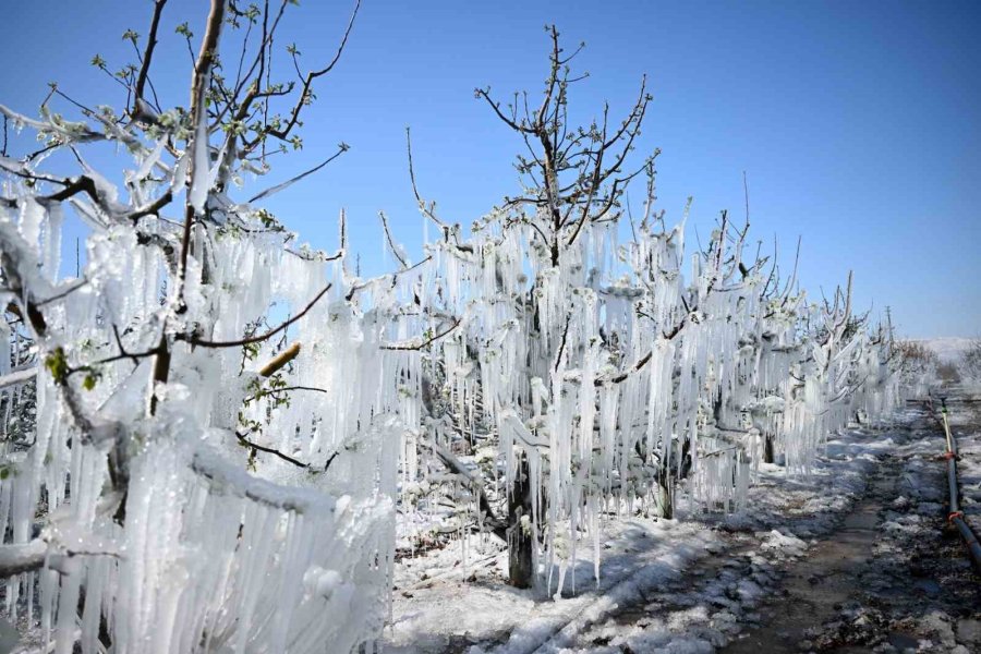 30 Yılın En Büyük Zirai Don Felaketi Develi’yi De Vurdu