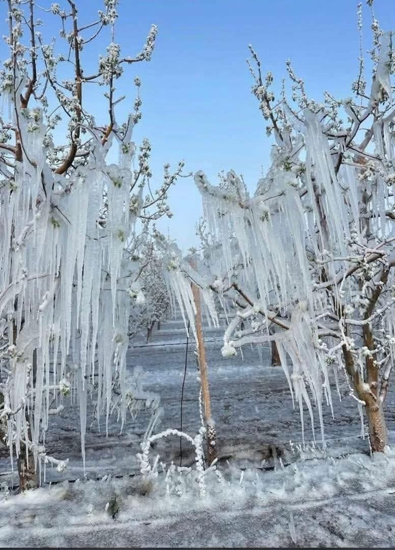 30 Yılın En Büyük Zirai Don Felaketi Develi’yi De Vurdu