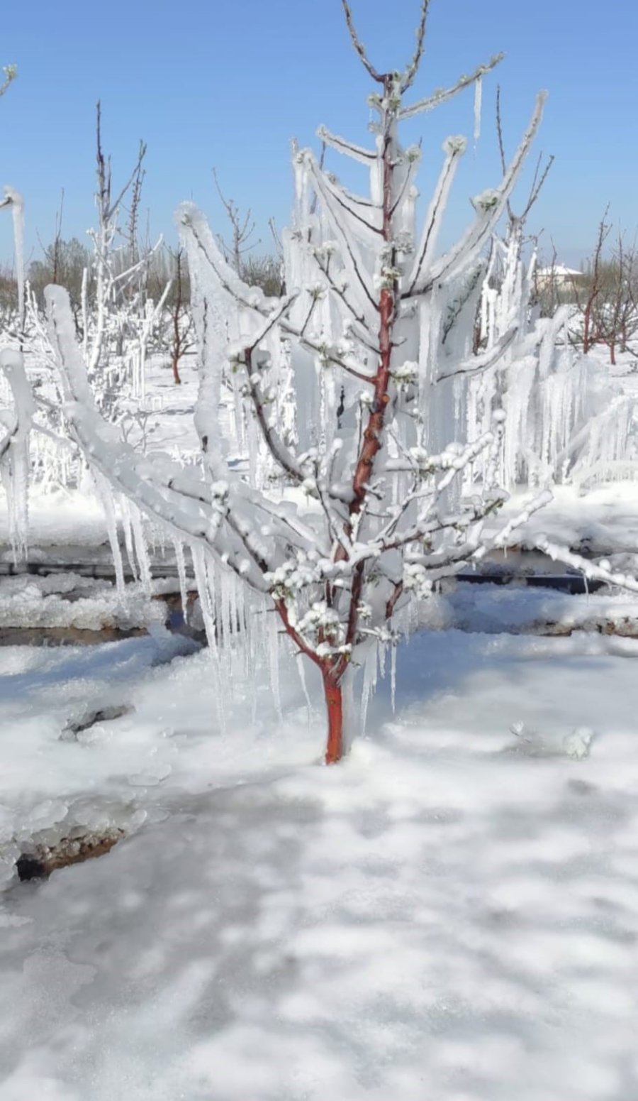 30 Yılın En Büyük Zirai Don Felaketi Develi’yi De Vurdu