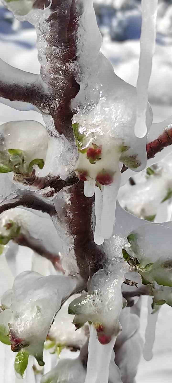 30 Yılın En Büyük Zirai Don Felaketi Develi’yi De Vurdu
