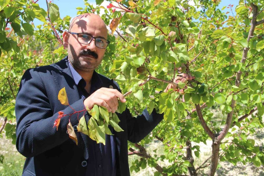 Türkiye’nin Sofralık Kayısı Üretim Merkezi, Zirai Donu Yüzde 30 Hasarla Atlattı