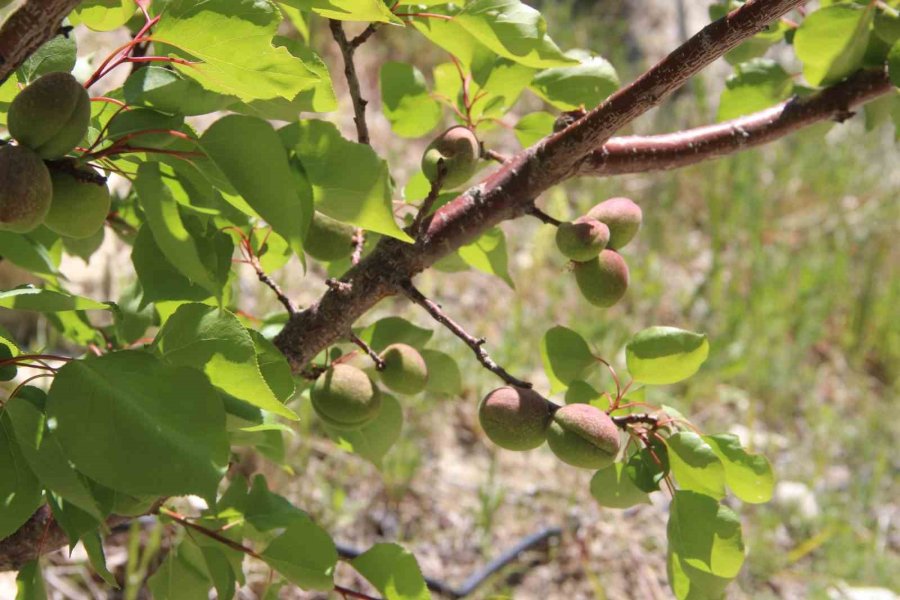 Türkiye’nin Sofralık Kayısı Üretim Merkezi, Zirai Donu Yüzde 30 Hasarla Atlattı