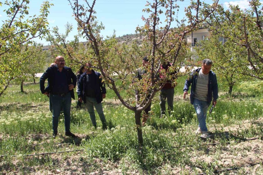 Türkiye’nin Sofralık Kayısı Üretim Merkezi, Zirai Donu Yüzde 30 Hasarla Atlattı