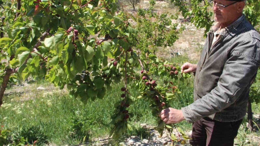 Türkiye’nin Sofralık Kayısı Üretim Merkezi, Zirai Donu Yüzde 30 Hasarla Atlattı