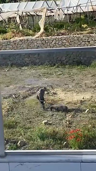 Koyuna Tekme Atıp, İple Eziyet Eden Şahıs Gözaltına Alındı