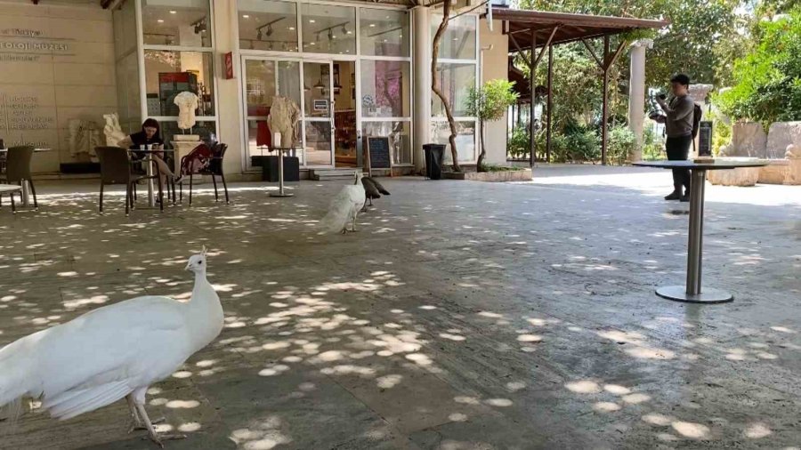 Antalya Arkeoloji Müzesi’nin Renkli Nöbetçileri Tavus Kuşları