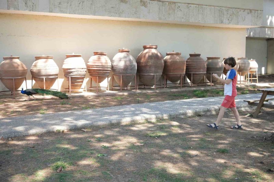 Antalya Arkeoloji Müzesi’nin Renkli Nöbetçileri Tavus Kuşları