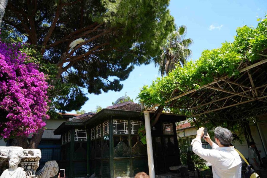 Antalya Arkeoloji Müzesi’nin Renkli Nöbetçileri Tavus Kuşları