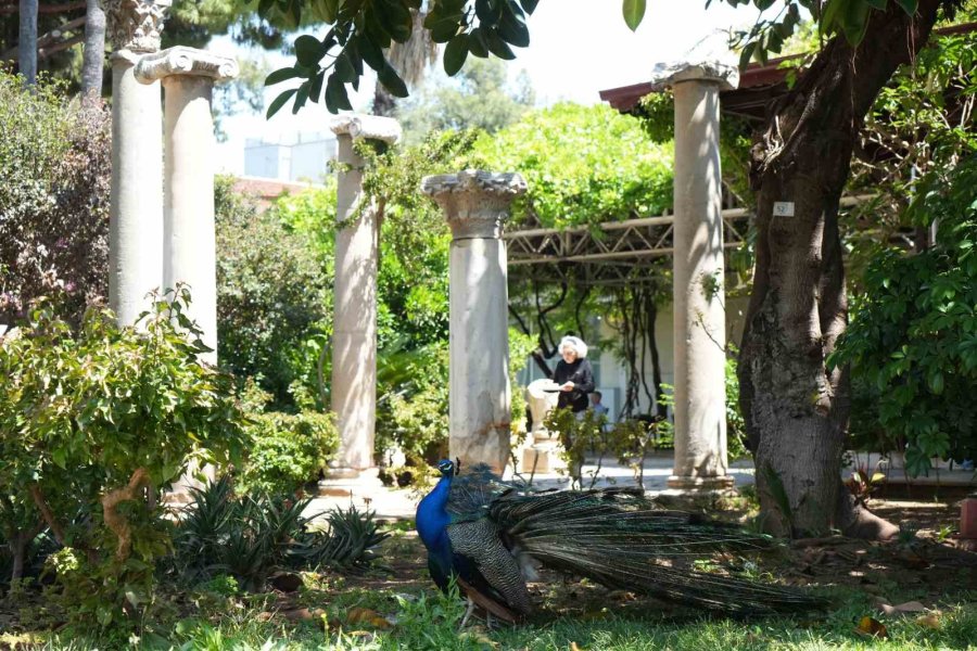 Antalya Arkeoloji Müzesi’nin Renkli Nöbetçileri Tavus Kuşları