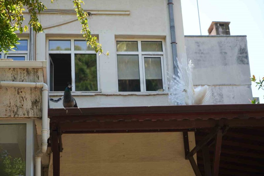 Antalya Arkeoloji Müzesi’nin Renkli Nöbetçileri Tavus Kuşları