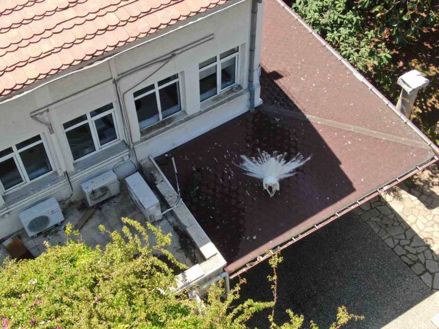 Antalya Arkeoloji Müzesi’nin Renkli Nöbetçileri Tavus Kuşları