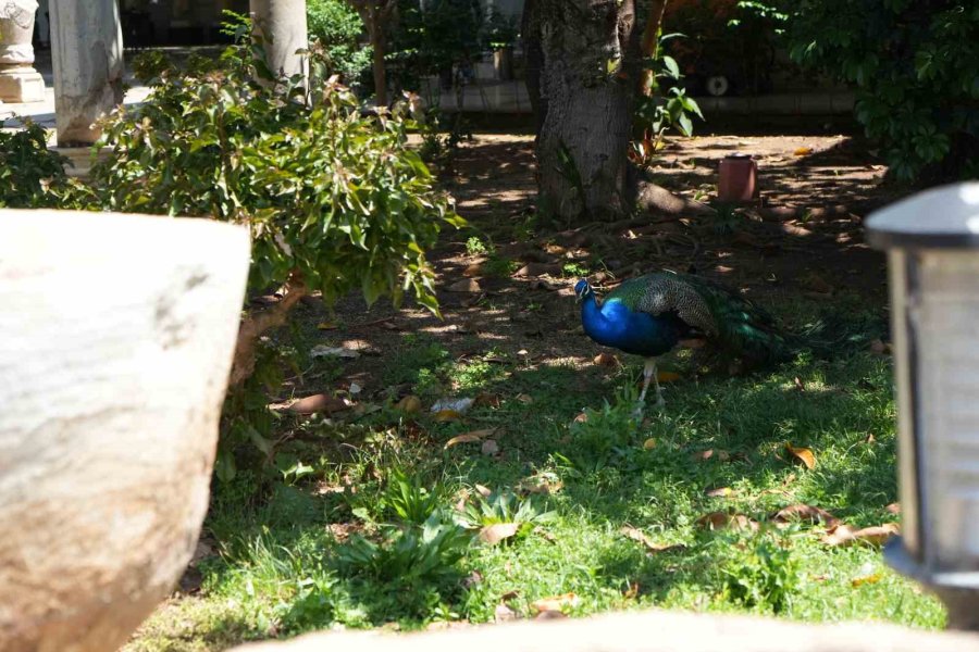 Antalya Arkeoloji Müzesi’nin Renkli Nöbetçileri Tavus Kuşları