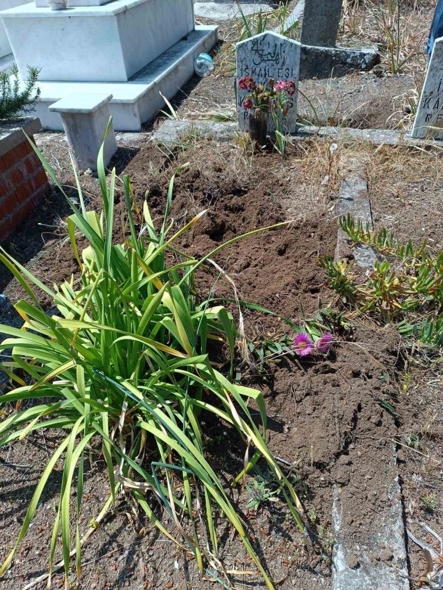 Yaban Domuzları Mezarlara Zarar Verdi, Mahalleli Tel Örgü İstedi