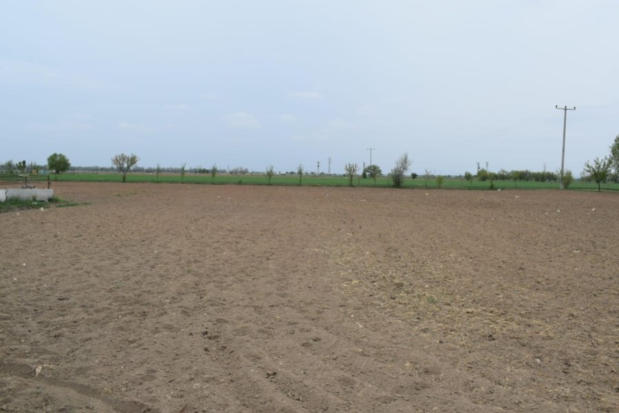 Konya’da Kenevir Ekimi Başladı