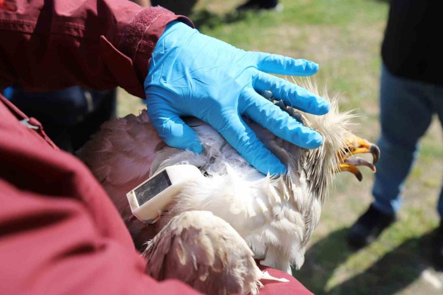 Akbaba Midas 101 Bin Kilometre Uçtu