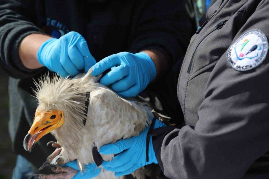 Akbaba Midas 101 Bin Kilometre Uçtu