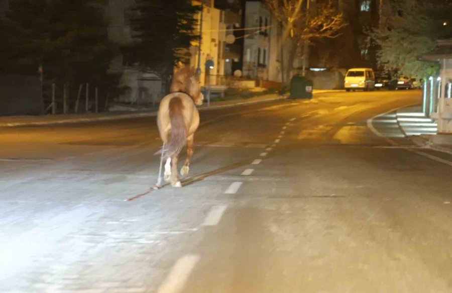Belediyeden Başıboş At İhbarı Yapan Vatandaşa "atı Bağlayın, Biz Sabah Ekip Göndeririz" Cevabı