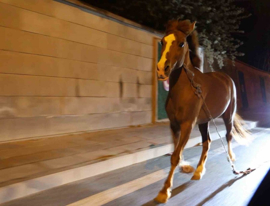 Belediyeden Başıboş At İhbarı Yapan Vatandaşa "atı Bağlayın, Biz Sabah Ekip Göndeririz" Cevabı