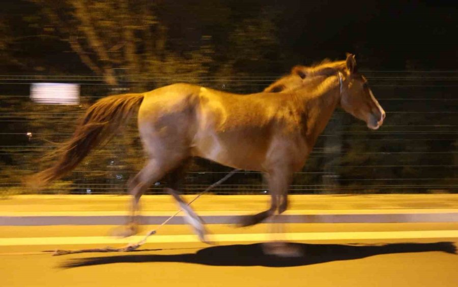 Belediyeden Başıboş At İhbarı Yapan Vatandaşa "atı Bağlayın, Biz Sabah Ekip Göndeririz" Cevabı