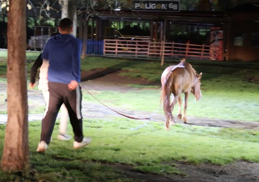 Belediyeden Başıboş At İhbarı Yapan Vatandaşa "atı Bağlayın, Biz Sabah Ekip Göndeririz" Cevabı