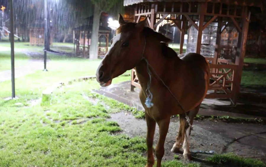 Belediyeden Başıboş At İhbarı Yapan Vatandaşa "atı Bağlayın, Biz Sabah Ekip Göndeririz" Cevabı