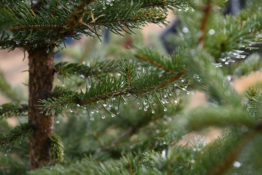 Büyükşehirden 6 Yılda 750 Bin Fidan İle Kayseri’ye ’yeşil’ Katkı