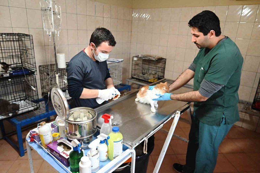 Kemer Barınağında Nisan Ayında 210 Hayvan Kısırlaştırıldı