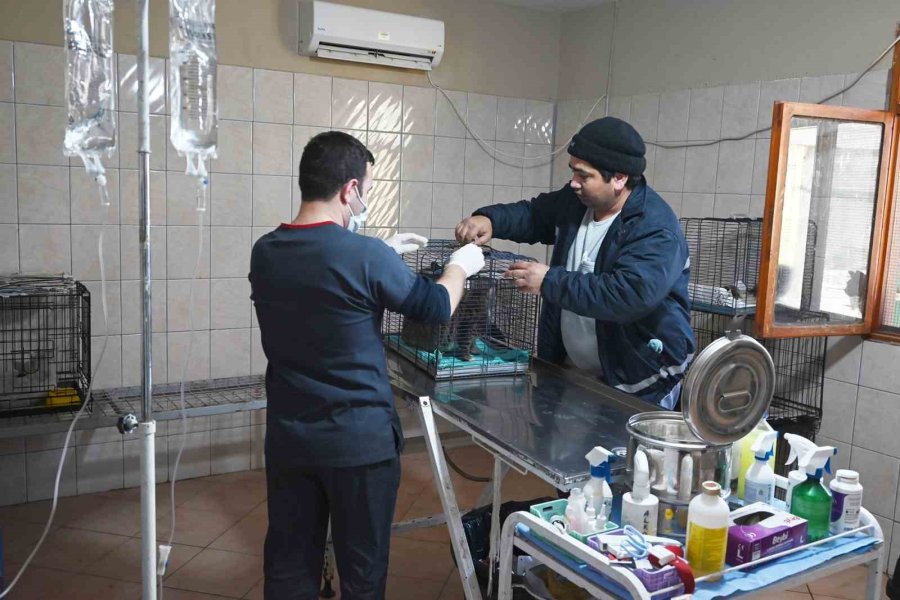 Kemer Barınağında Nisan Ayında 210 Hayvan Kısırlaştırıldı