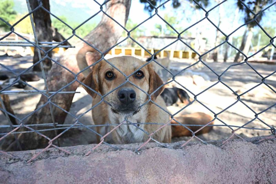 Kemer Barınağında Nisan Ayında 210 Hayvan Kısırlaştırıldı