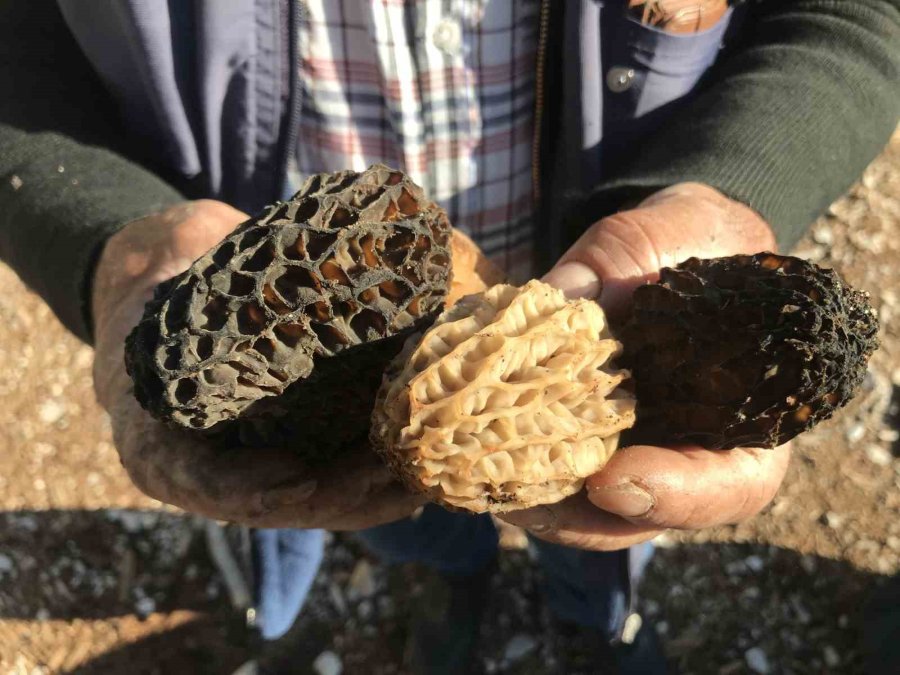 Antalya’da ’kuzugöbeği Mantarı’ Sezonu Başladı