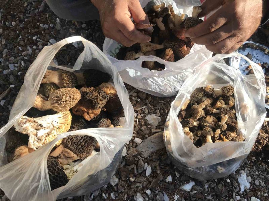 Antalya’da ’kuzugöbeği Mantarı’ Sezonu Başladı