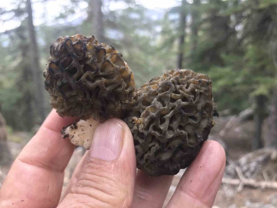 Antalya’da ’kuzugöbeği Mantarı’ Sezonu Başladı