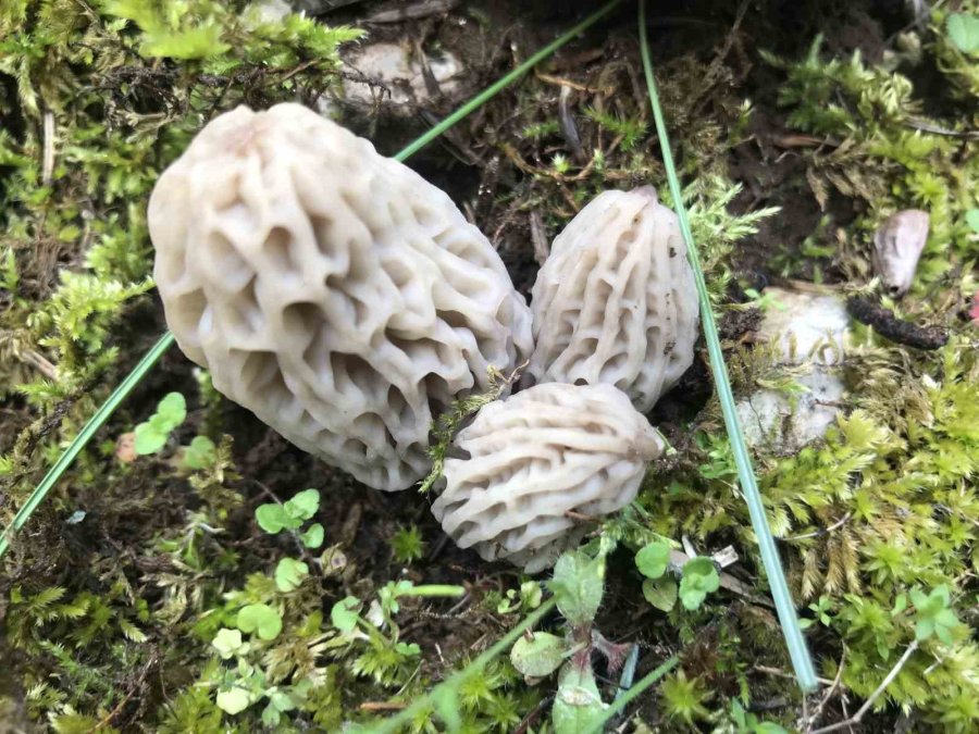 Antalya’da ’kuzugöbeği Mantarı’ Sezonu Başladı