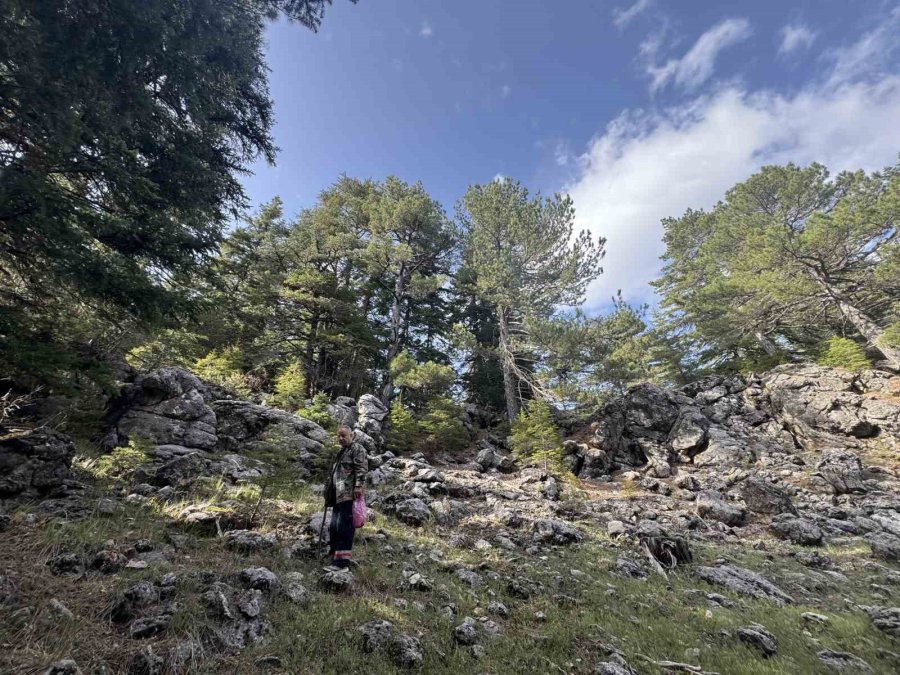 Antalya’da ’kuzugöbeği Mantarı’ Sezonu Başladı