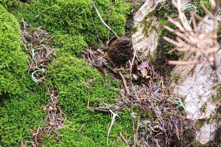 Yağışlar Kuzugöbeği Mantarı Tutkunlarını Da Sevindirdi