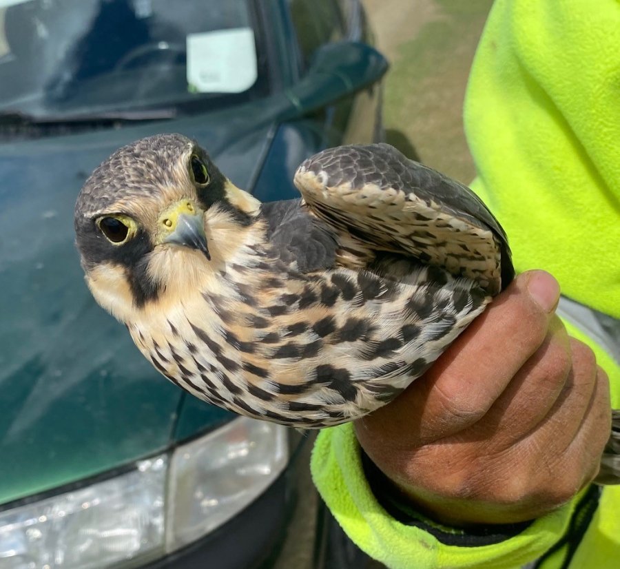 Konya’da Bitkin Halde Bulunan Delice Doğan Koruma Altına Alındı