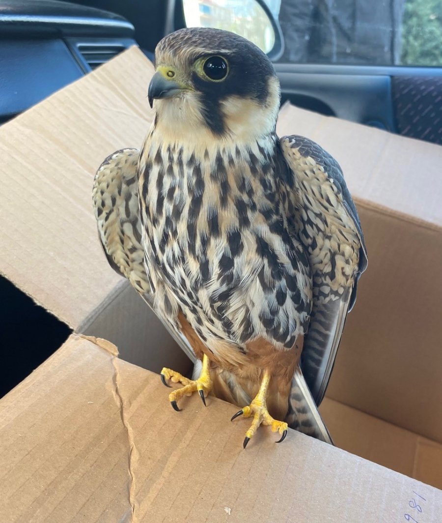 Konya’da Bitkin Halde Bulunan Delice Doğan Koruma Altına Alındı