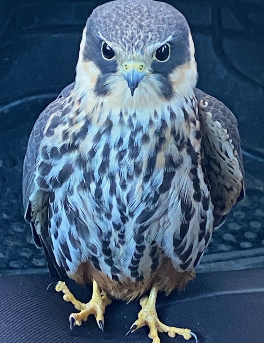 Konya’da Bitkin Halde Bulunan Delice Doğan Koruma Altına Alındı