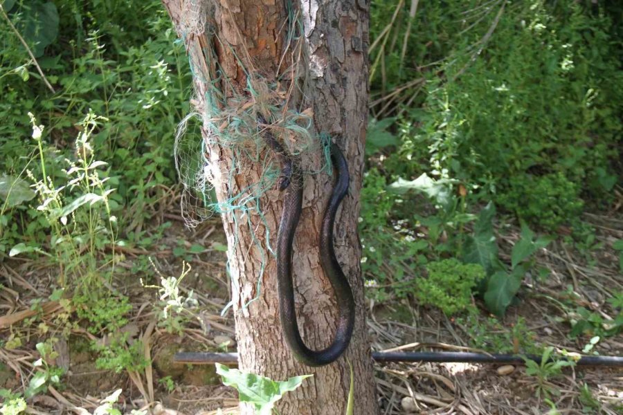 Serik’te Ağlara Dolanan Yılanı İtfaiye Kurtardı